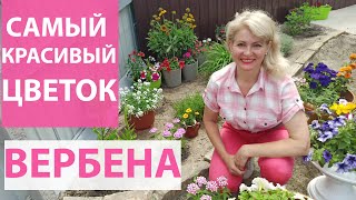 Как сажать вербену. Несколько способов посадки вербены