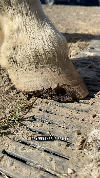 Saving storm! 🐴 #farrier #work #shorts  #horse #youtube #equestrian