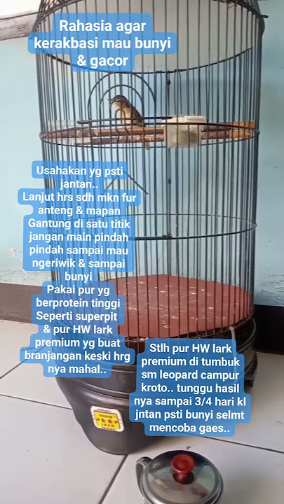 RAHASIA AGAR KERAKBASI BUNYI & GACOR#shorts #ysalbenkicaumania #kerakbasi