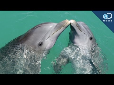 Wideo: Pet Scoop: Zoo Podniesienie ręki Kangur Baby, Delfiny Zadzwoń do siebie po imieniu