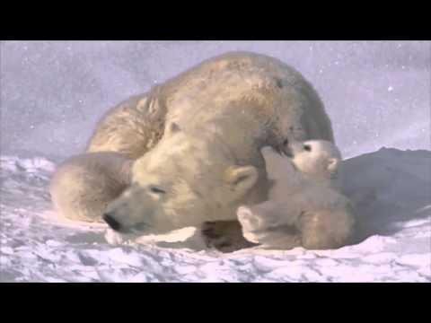 Видео: Какво ядат полярните мечки