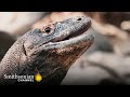 Komodo Dragon Behavior and Characteristics