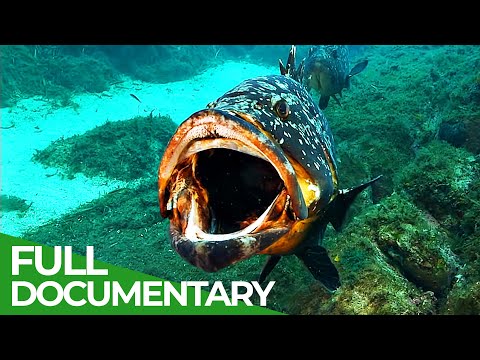 Blue Whisper - The Fascinating World Beneath The Waves | Free Documentary Nature