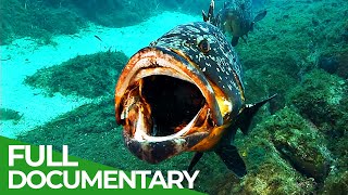 Blue Whisper - The Fascinating World Beneath The Waves Free Documentary Nature