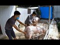 Giá Lợn Hơi Tụt Dốc Không Phanh - The Price of Pigs Is Going Downhill Without Brakes