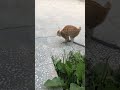 playful kitty 🐱