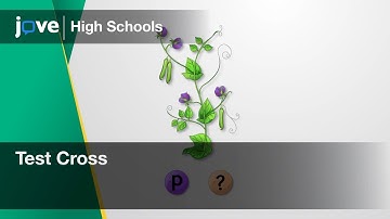 Test Cross | Bio | Video Textbooks - Preview