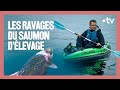 Fautil arrter de manger du saumon dlevage   sur le front avec hugo clment