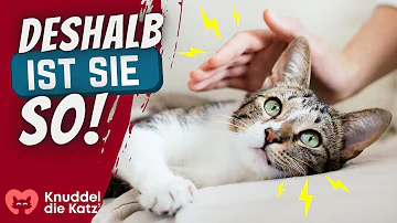 Wann erkennt man den Charakter einer Katze?