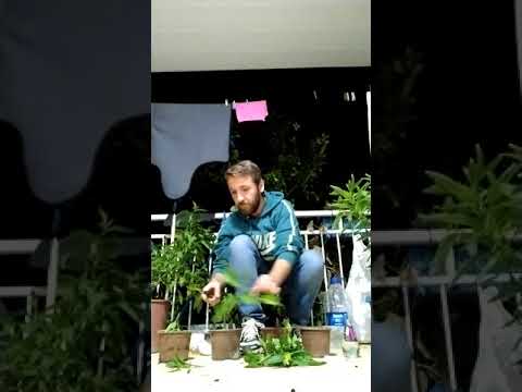Video: Pawpaw Meyve Kullanımları: Bahçeden Pawpaws ile Ne Yapmalı