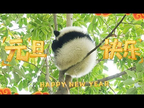 《熊貓主題趴》滾滾陪你一整年，好運滾滾又連連！| iPanda熊貓頻道