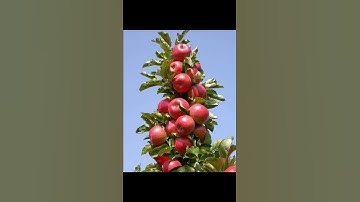 سورة التين للشيخ عبدالرحمن السديس بصوت شجي
