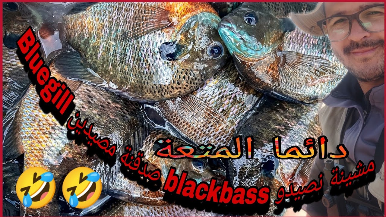 مشينة نصيدو blackbass صدقنة مصيدين bluegill داز نهار ياسلام مع بلوكي مكين غير روندة