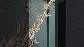 هكذا تتصرف عندما تشاهد طير مريض في السلاكة