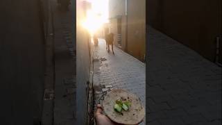 April 24, 2026gai ko roti khilao 🥰🐄✅ #cow #animals #food #trending #funnycowbaby ki hasiana