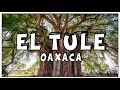 Video de El Tule