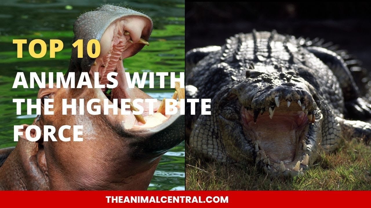 Top 10 Animals With The Highest Bite Force animals dogbreeds YouTube top-10-animals-with-the-highest-bite-force-animals-dogbreeds-youtube