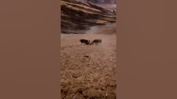 💥高原狼闯进牧场捕羊 被牧民家藏獒群殴！#animal 【跟着图尔去旅行】