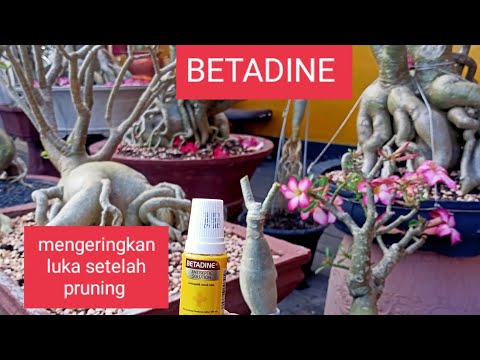 Video: Iris Bercabang