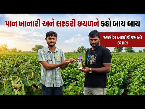 મગફળીમાં ઇયળનું નિયંત્રણ | લશ્કરી ઇયળ | પાન ખાનારી ઇયળ | lashkari eyal | Sterling Agrichem bayodoxa