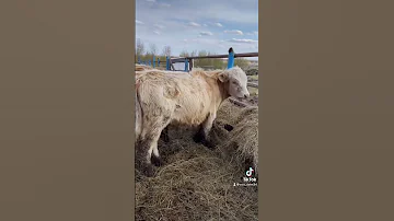 Сколько стоит бычок на мясо???