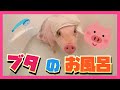 マイクロブタの入浴タイム♪