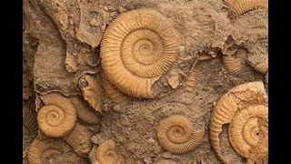 Nat Geo Gift Review   Fossil Kit