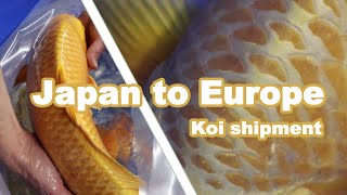 Importing Koi From Japan | Koi Shipment | Europe Importing Koi From Japan | Koi Shipment | Europe