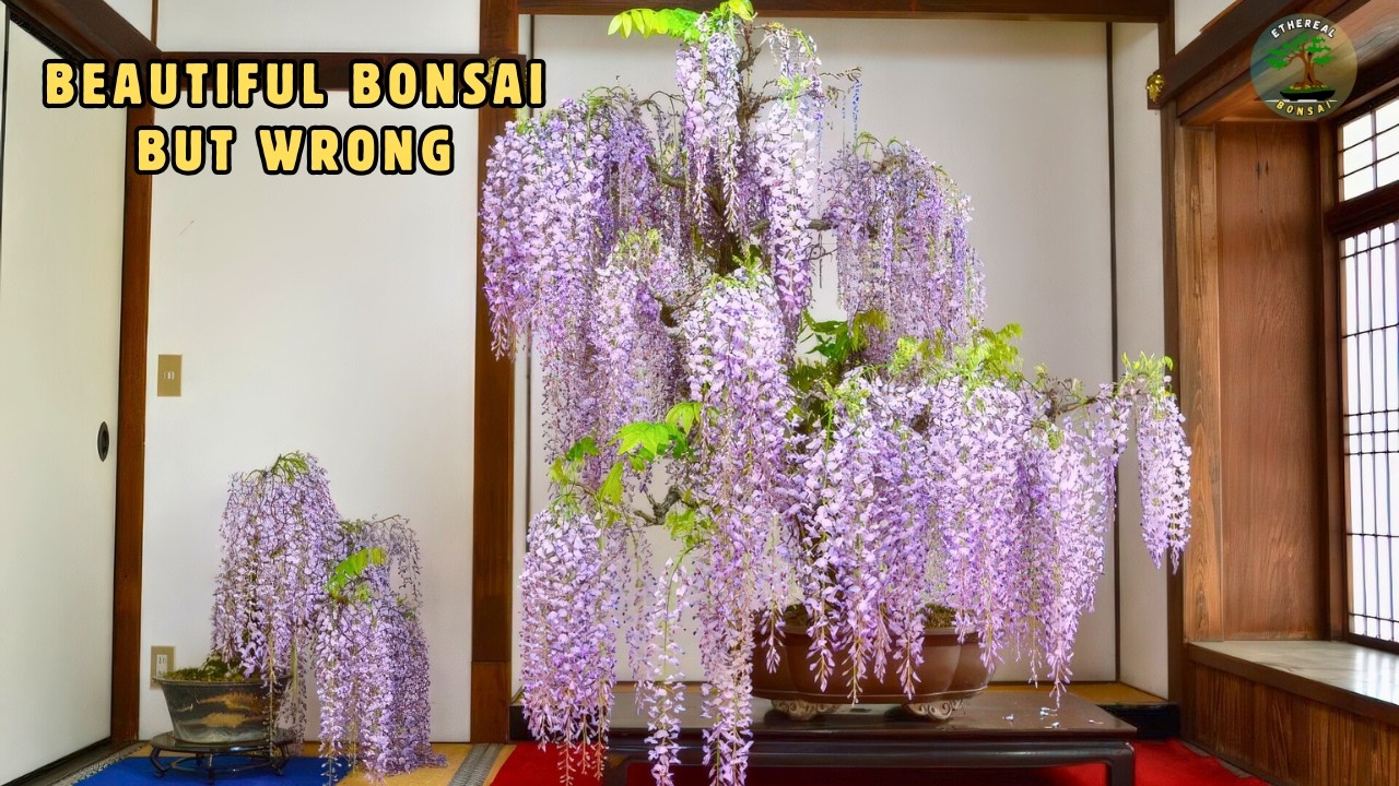 Эти редкие бонсай выглядят невероятно — в этом-то и проблема.