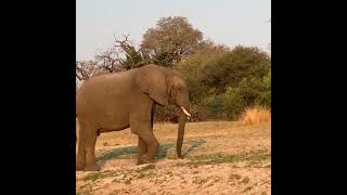 Clever Elephant Skill for Eating Grass