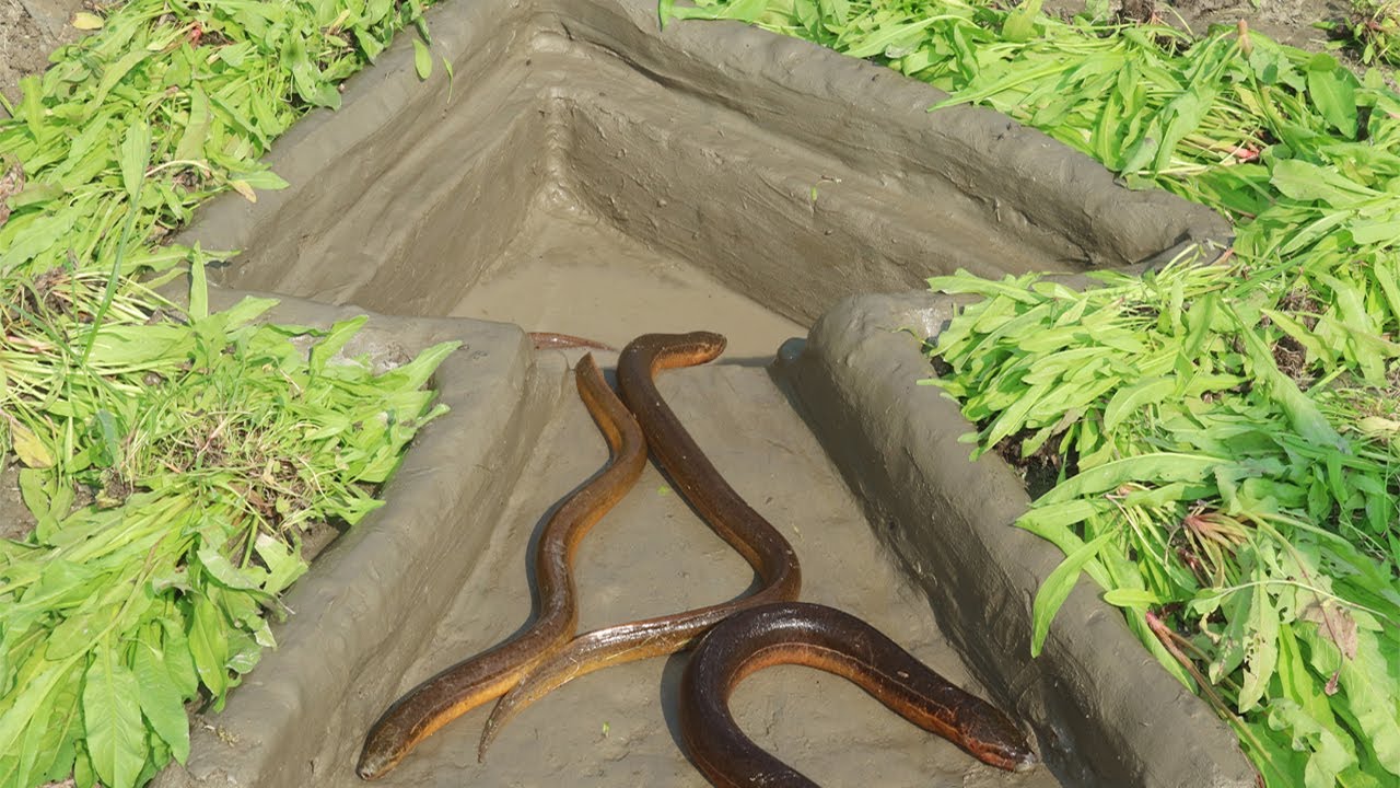 Unique Trap Eel Fishing | Amazing Unique Hole Fish Trap | Amazing Fish Live