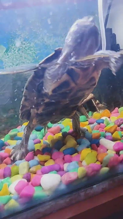 super faster turtle part 42