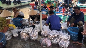 Trực Tiếp Xem Ngư Dân Trần Đề Sóc Trăng Lên Cá Tôm Nhìn Mê Luôn