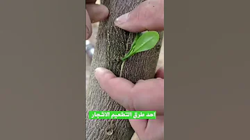 من اسهل طرق تطعيم ألأشجار 