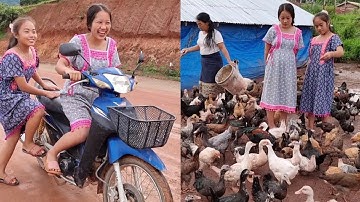 mus yuav qaib los ua hmo thiab saib npua dua os