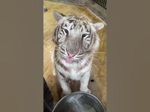 Любимое развлечение 😘 - YouTube