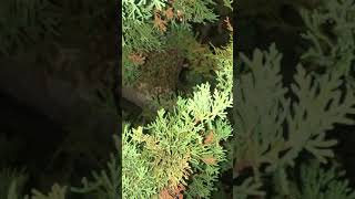 Sleeping Wasp nest at night