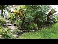 Cold climate tropical garden  the barefooted gardener