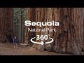 Virtual Reality: A Land of Giants - Sequoia National Park - 4K 360 Video