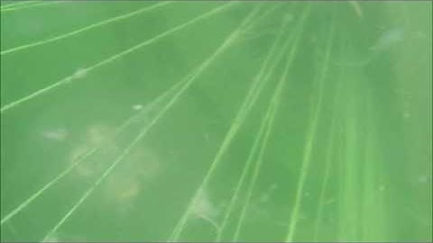 Jellyfish Shredding by JEROS