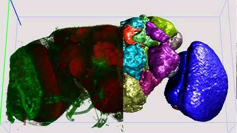 v3d fly neuron trace disp