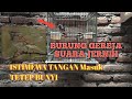 Burung Gereja Suara Istimewa Specialls Untuk Masteran Mp3 - Mp4 Download