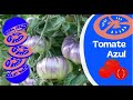 El tomate azul   el tomate transgnico cultivado de forma tradicional en la huerta