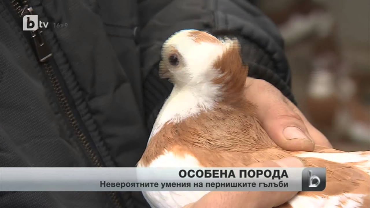 BTV новините - Пернишки гълъб