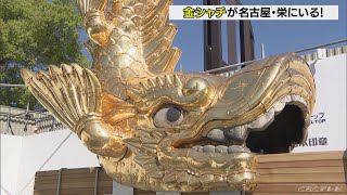 名古屋城金シャチ１６年ぶりに地上に　名古屋・栄で一般公開始まる