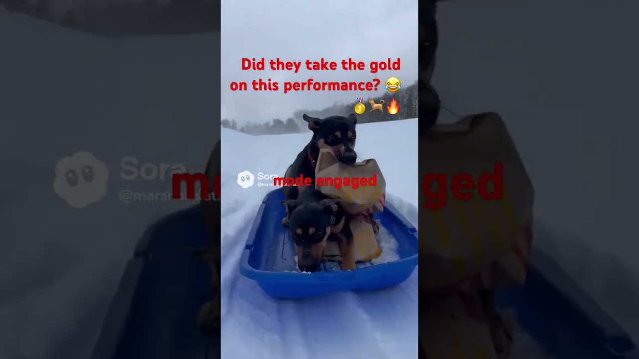 This Olympic event is one for the dogs. #funny #dog #shorts #food #viral Did they take the gold? 🥇