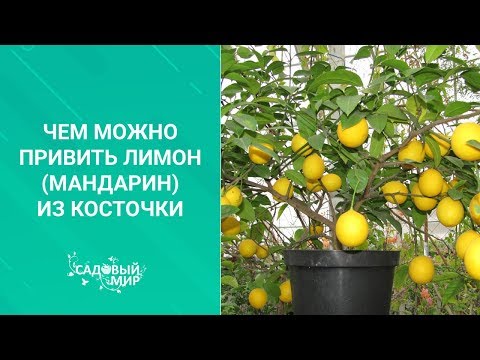 Чем можно привить лимон мандарин из косточки