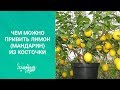 Чем можно привить лимон мандарин из косточки