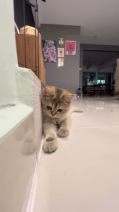 British Shorthair Cat Copies Owner's Coin Trick || ViralHog