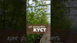 Как формировать куст #виноградульяновска #сад #садоводничество #дача #огород